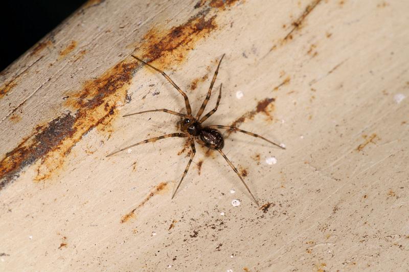 Linyphia_hortensis_D5218_Z_89_Les Gris_Frankrijk.jpg